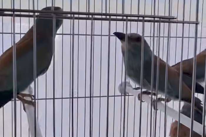 european rollers (coracias garrulus),