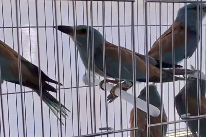 european rollers (coracias garrulus),