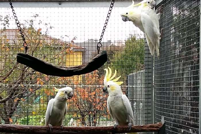 exchange lesser cockatoos