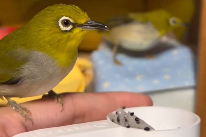japanese white-eye (zosterops japonicus)
