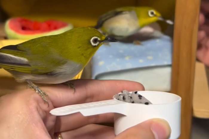 japanese white-eye (zosterops japonicus)
