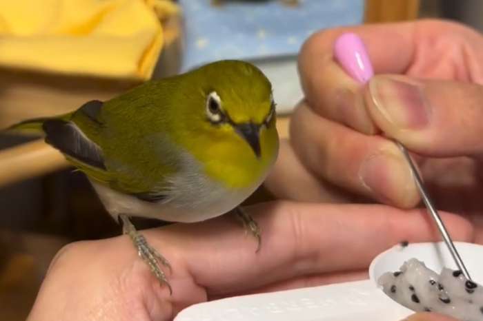 japanese white-eye (zosterops japonicus)