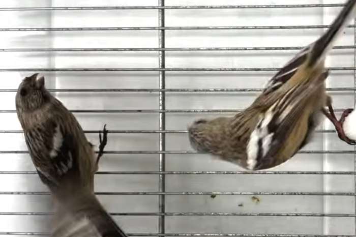 beschikbare vogels in hardenberg.