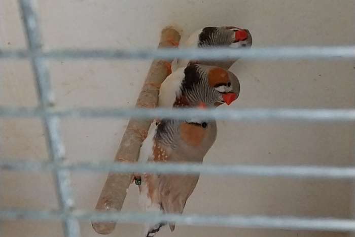 topaas