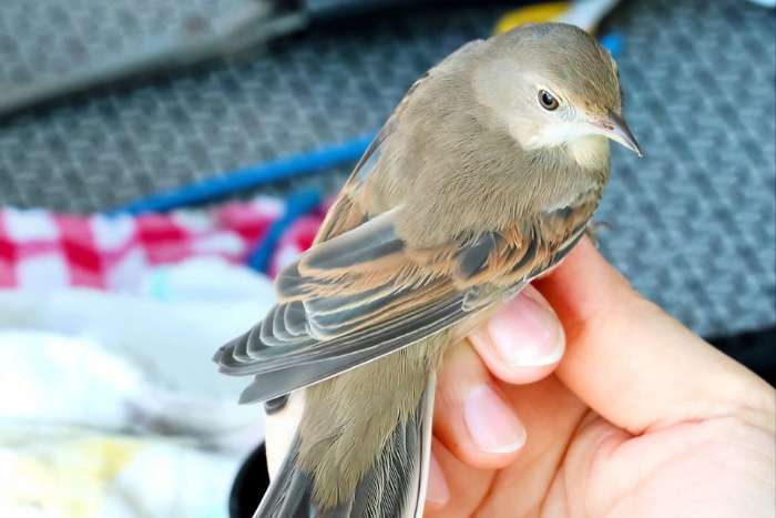 gewone witkeelvogel