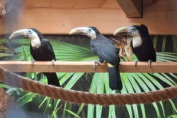 tockus und tucanus