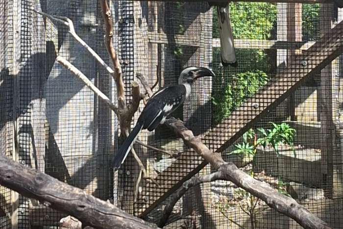tockus und tucanus