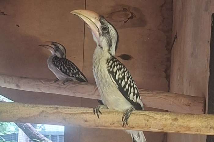 tockus und tucanus