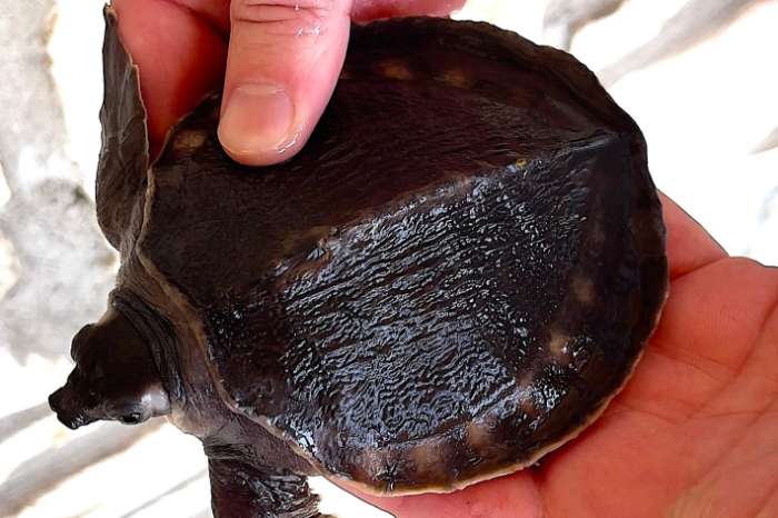 carettochelys insculpta (pig-nosed turtles or fly river turtles)