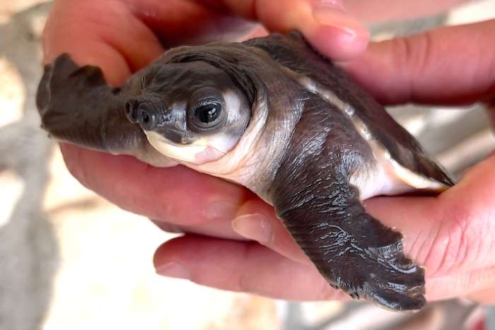 carettochelys insculpta (pig-nosed turtles or fly river turtles)