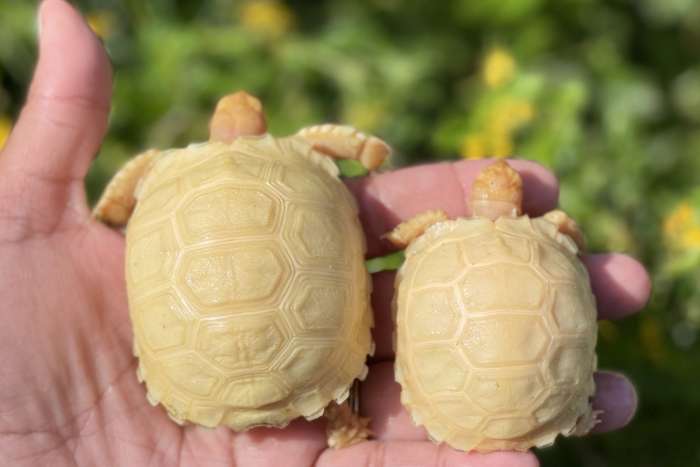 albino sulcata tortoises for sale ( centrochelys sulcata albino