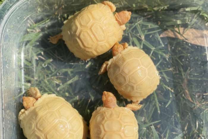 albino sulcata tortoises for sale ( centrochelys sulcata albino