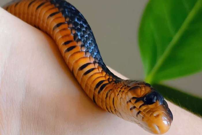 drymarchon couperi for sale