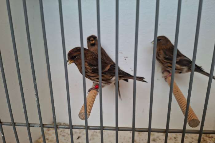 trio barmsijzen 2025 x 2025 en 2024 wildkleur, cabaret