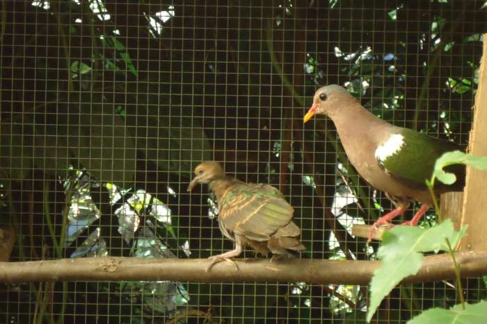 australische groenvleugelduif