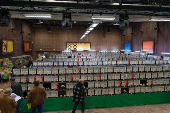 inschrijven voor de grote internationale vogelshow in meijel
