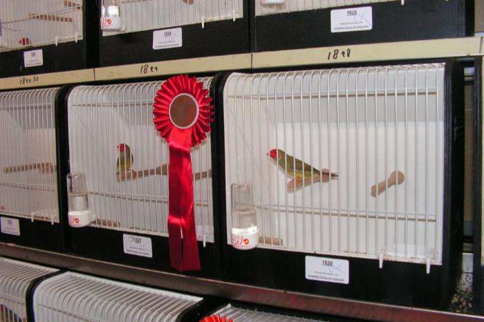 inschrijven voor de grote internationale vogelshow in meijel