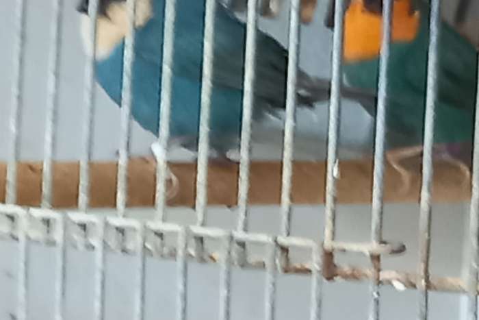 gezocht zeegroene papegaai amadines blauw