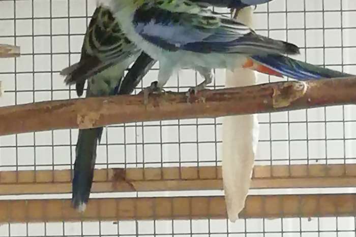 bleekkop rosella