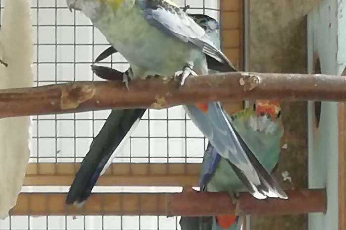 bleekkop rosella