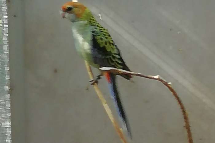 bleekkop rosella