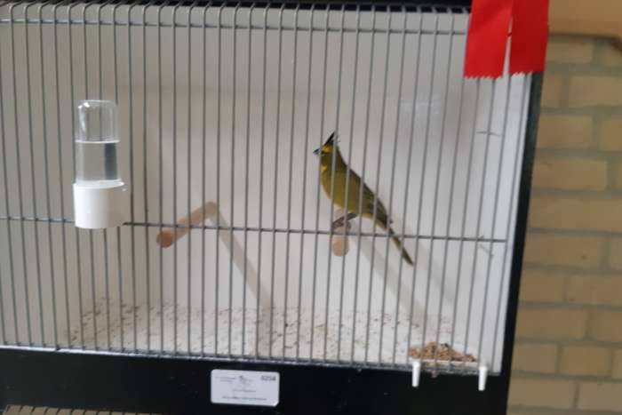 koppels groene kardinalen