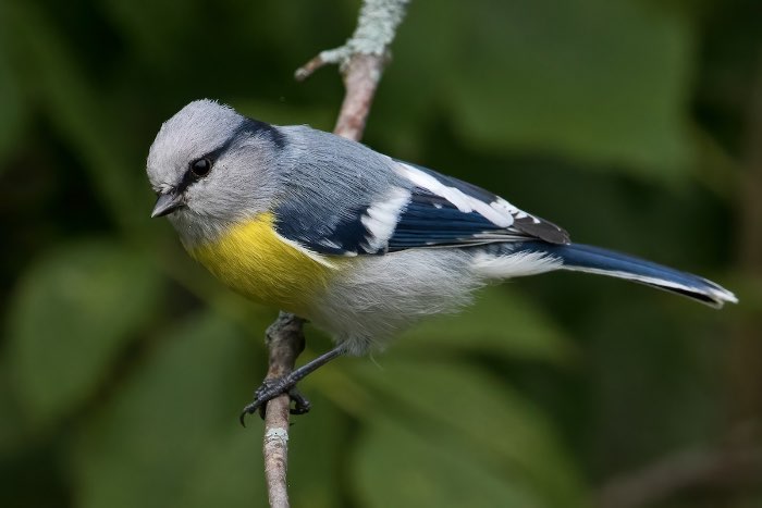 geelborst azuurmees