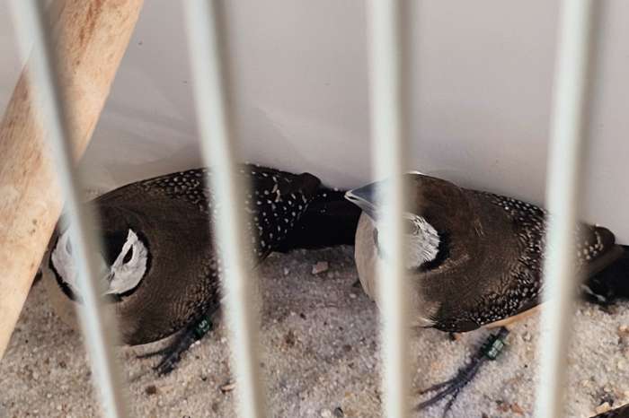 4 bichenows te koop
