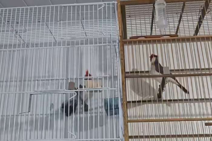 cardinalis sinuatus