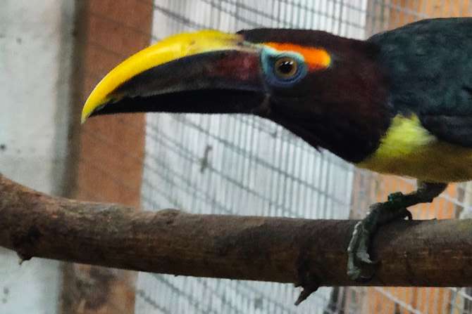 pteroglossus viridis