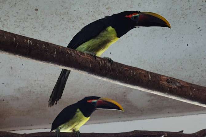 pteroglossus viridis