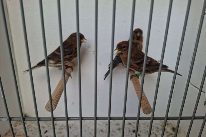 trio barmsijzen 2025 x 2025 en 2024 wildkleur, cabaret