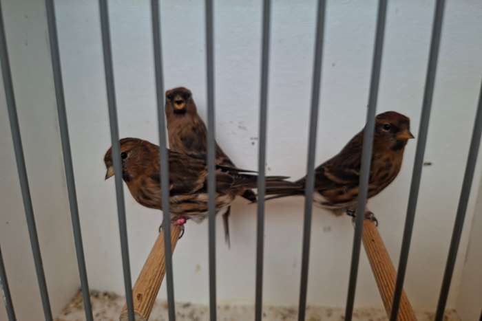 trio barmsijzen 2025 x 2025 en 2024 wildkleur, cabaret