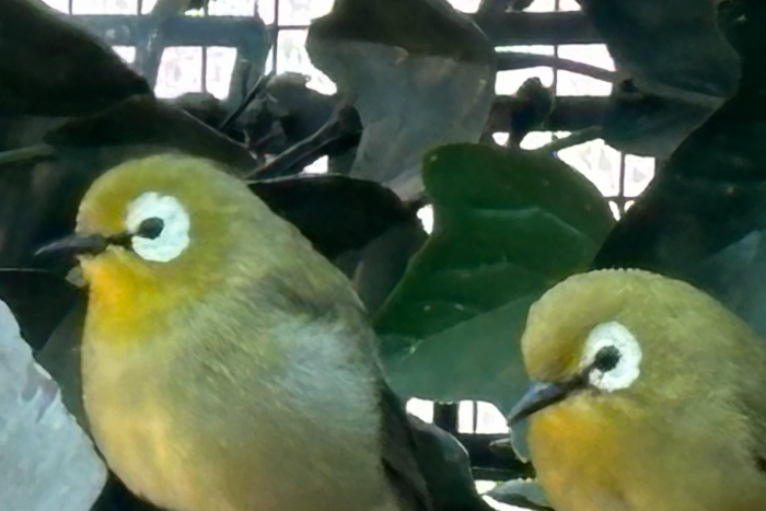 kikuyu brilvogels