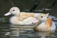 blonde roodschoudertaling