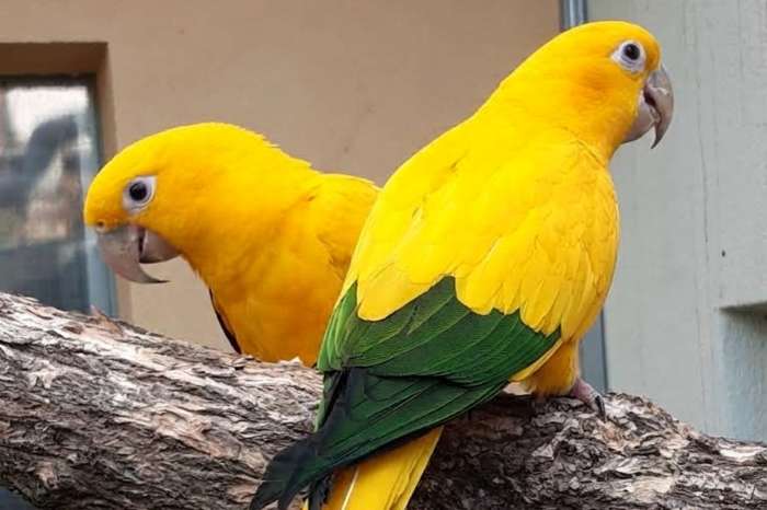 goudparkiet (guaruba guarouba) / golden conure – natuurbroed & t