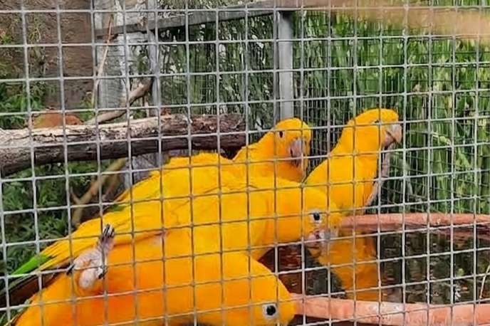 goudparkiet (guaruba guarouba) / golden conure – natuurbroed & t