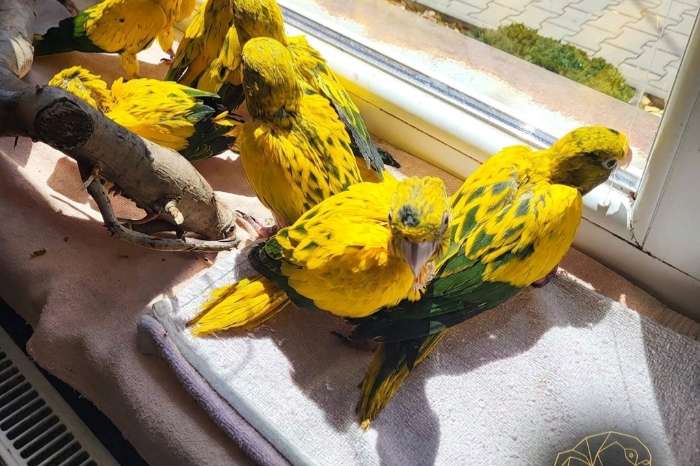 goudparkiet (guaruba guarouba) / golden conure – natuurbroed & t