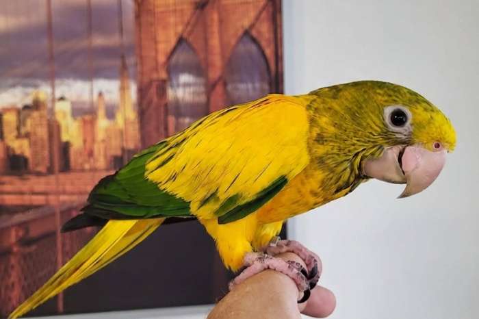 goudparkiet (guaruba guarouba) / golden conure – natuurbroed & t