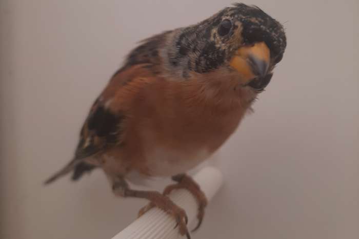 soorten europese kultuur vogels 2026