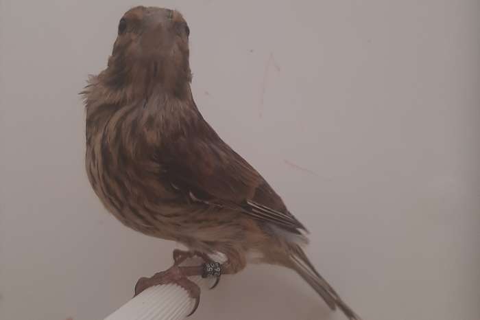 soorten europese kultuur vogels 2026
