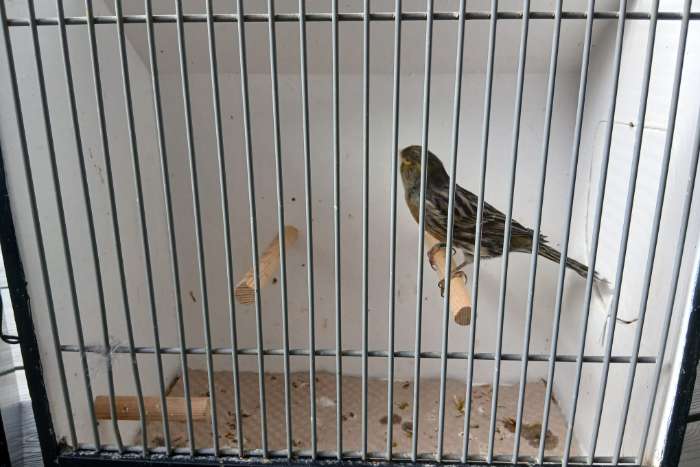 zwart wit split topazen & zwart geel split topaas poppen & 1 man