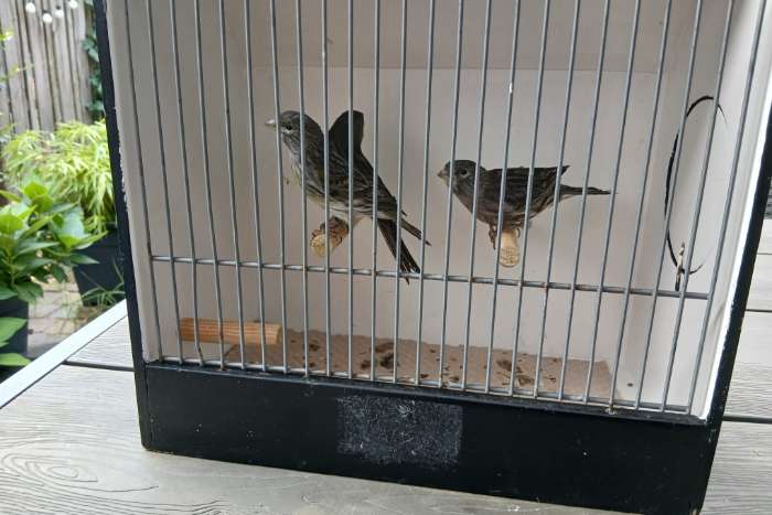 zwart wit split topazen & zwart geel split topaas poppen & 1 man