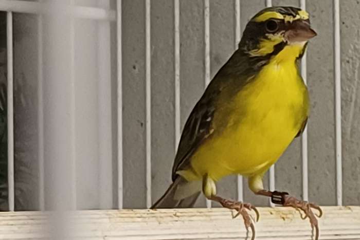 mozambiquesijs man