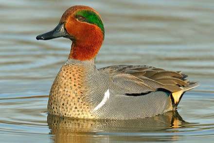 amerikaanse wintertaling