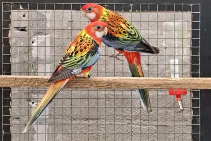 prachtrosellas kans golden en orange