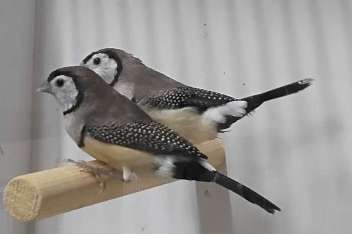 koppel bichenows