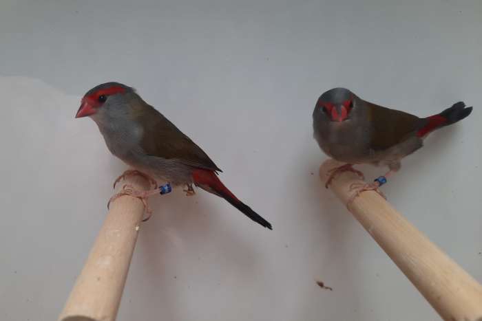 te koop diverse tropische 2