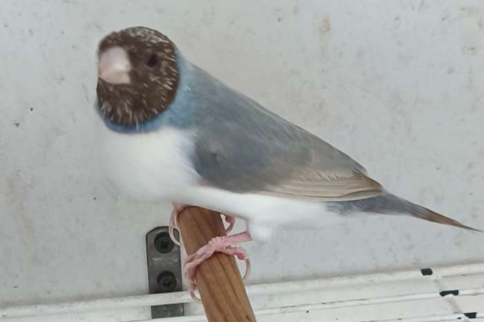putte - goulds satiné blue