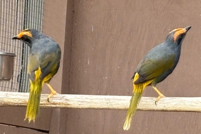 enodes erythrophris